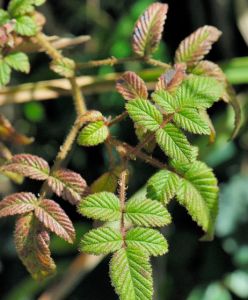 薄瓣懸鉤子 薄瓣懸鉤子