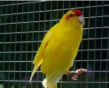 紅額鸚鵡克馬德克亞種 紅額鸚鵡克馬德克亞種