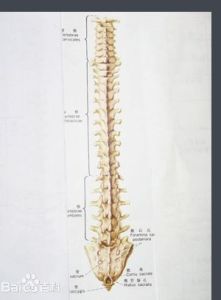 錐體束征 錐體束征