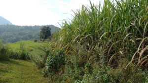 小岩腳自然村 小岩腳自然村