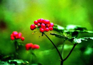 偏斜錦香草 偏斜錦香草