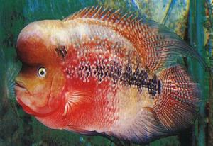 花羅漢 -熱帶淡水魚系列