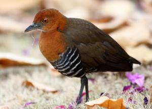 白喉斑秧雞南亞亞種(圖5)