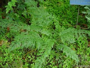 石林短腸蕨 石林短腸蕨