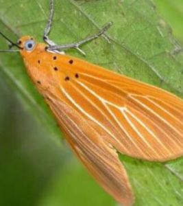 燈蛾單枝蟲霉 燈蛾單枝蟲霉