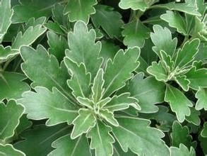 短裂亞菊 短裂亞菊