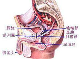 泌尿道狹窄 泌尿道狹窄