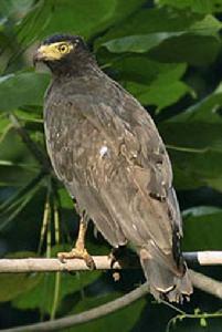 安達曼蛇雕 安達曼蛇雕