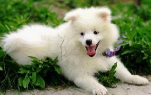 日本尖嘴犬 日本尖嘴犬