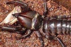 蛛毛蠍科 蛛毛蠍科