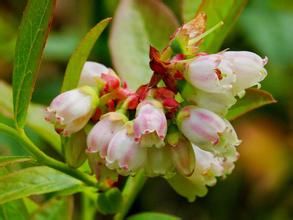 狹葉越橘 狹葉越橘