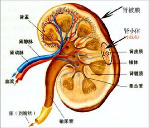 腎臟剖析圖