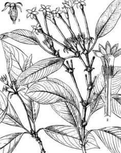 疏果石丁香 疏果石丁香