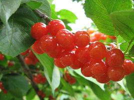 魯甸櫻桃節 魯甸櫻桃節