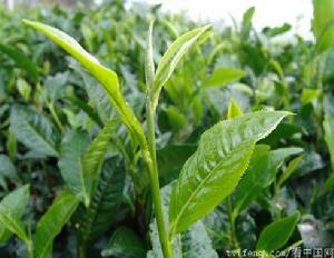 騰衝大葉茶 騰衝大葉茶