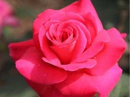 熱舞[薔薇屬雜交品種]