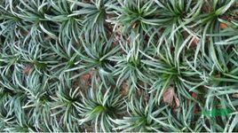 日本矮麥冬 日本矮麥冬