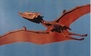 魏氏準噶爾翼龍 魏氏準噶爾翼龍