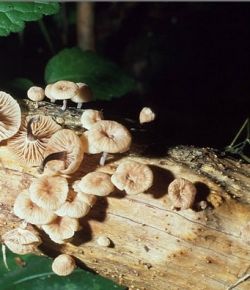 臭小臍菇 臭小臍菇