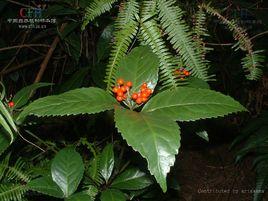 九節風[九節風]