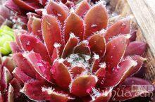 多肉植物大紅卷絹