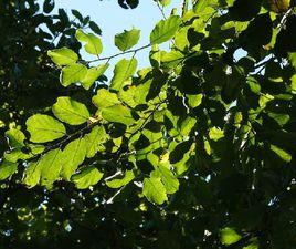 野波羅蜜 野波羅蜜