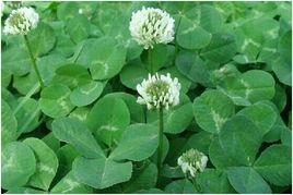 白車軸草[中藥]