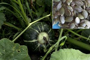 樺南白瓜 樺南白瓜