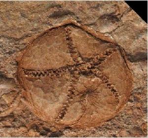 凱里生物群 凱里生物群