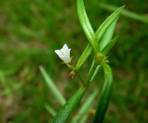 白花蛇舌草[白花蛇舌草]