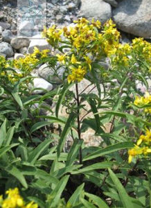 矛葉合耳菊 矛葉合耳菊