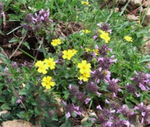 中間寸金草 中間寸金草