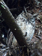 坦桑雕鴞 坦桑雕鴞