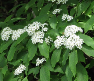 石楠(原變種) 石楠(原變種)