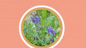 玉龍烏頭 玉龍烏頭