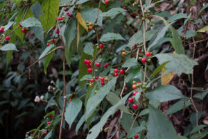 疏果截萼紅絲線 疏果截萼紅絲線