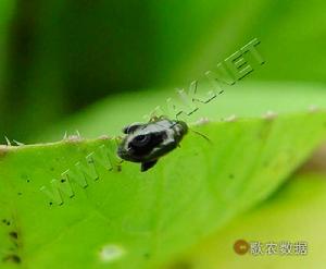 油菜蚤跳甲 油菜蚤跳甲