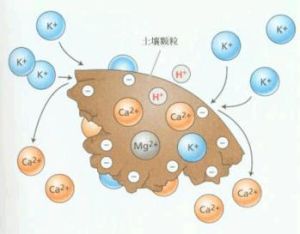 礦質元素 礦質元素