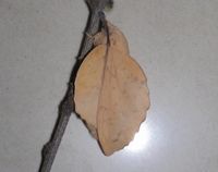 楊枯葉蛾 楊枯葉蛾