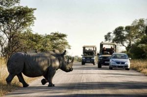南非克魯格公園 南非克魯格公園