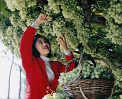 白牛奶葡萄 白牛奶葡萄