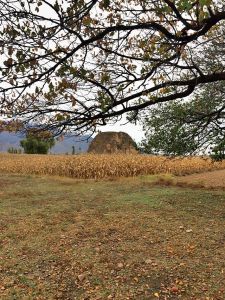 小七棵樹村 小七棵樹村