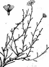 短葉中亞紫菀木 短葉中亞紫菀木