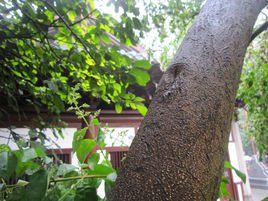 粗壯女貞 粗壯女貞