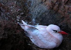 （圖）紅尾熱帶鳥