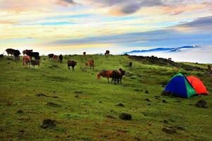 萬時山嶺南大草原