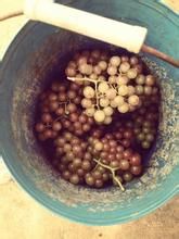 珍珠葡萄魚 珍珠葡萄魚