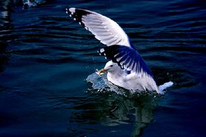 （圖）大黑背歐