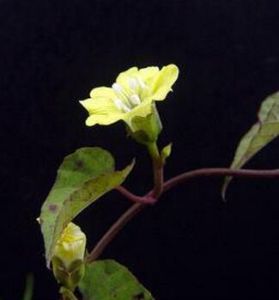 藥用植物杏疔病 藥用植物杏疔病