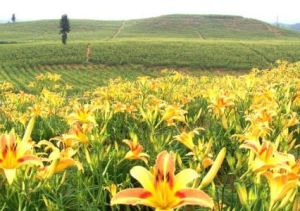 黃花菜莖腐病 黃花菜莖腐病